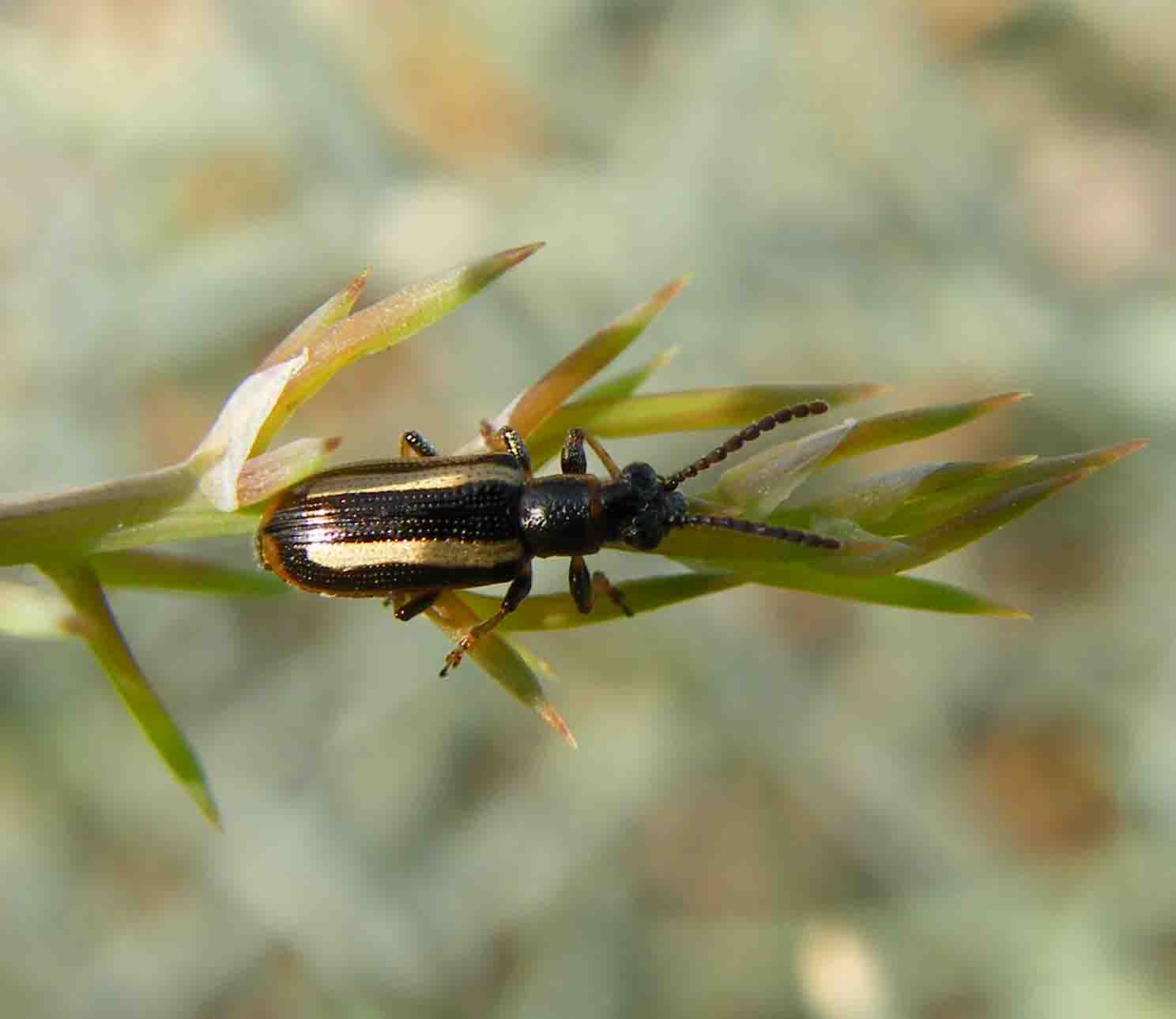 Crioceris macilenta (Chrysomelidae)